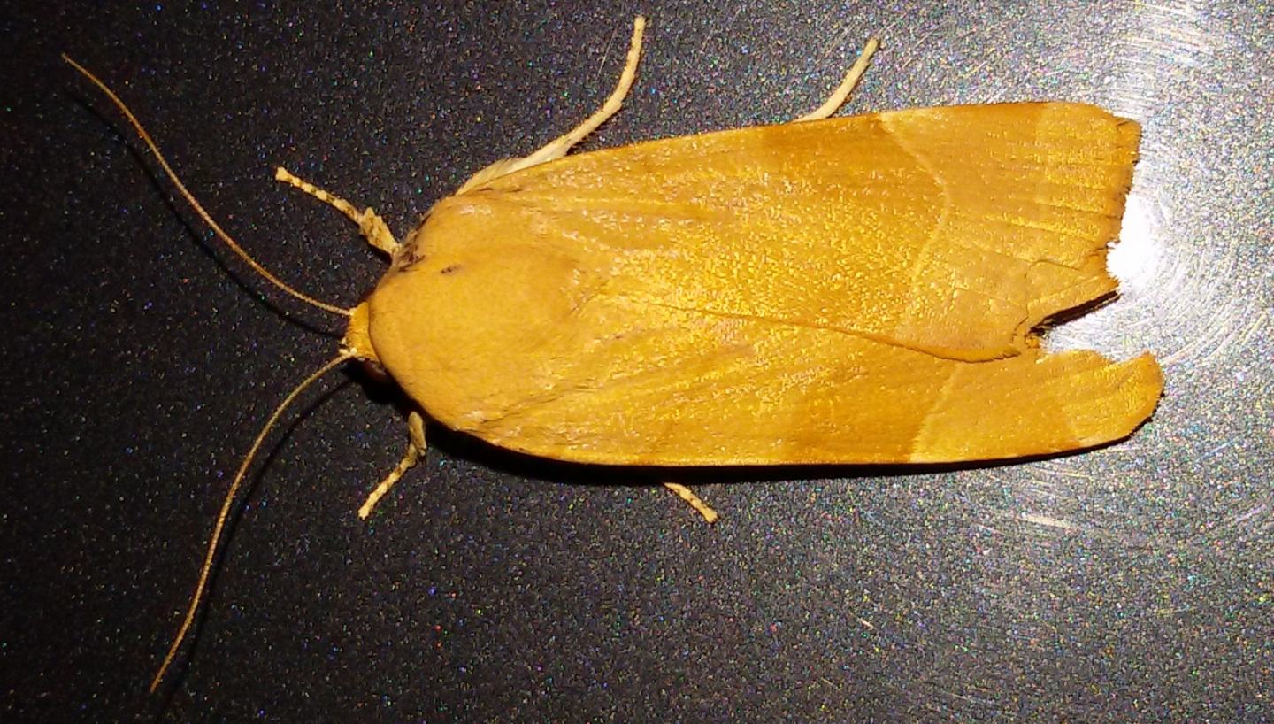 Cosmia trapezina? No, Noctua sp, Noctuidae