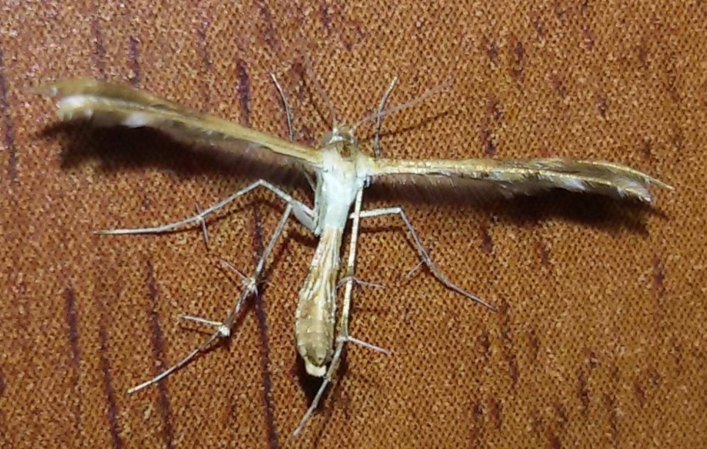 Pterophoridae: cfr. Oxyptilus sp.