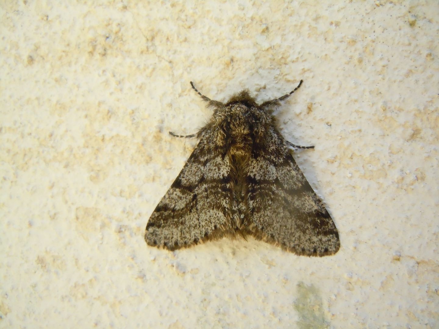 Lycia hirtaria? S