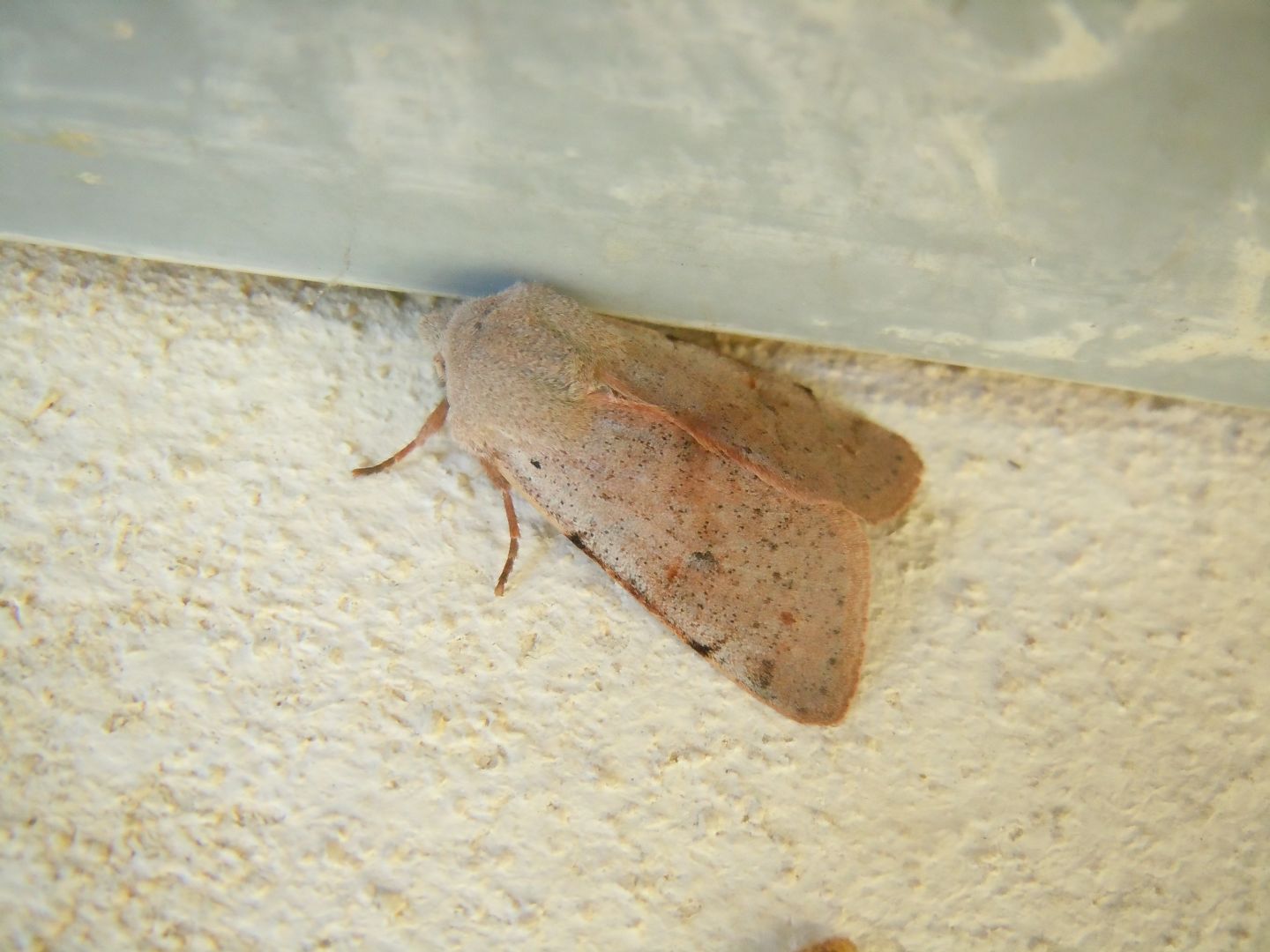 Noctuidae da identificare: Perigrapha (Rotorthosia) rorida