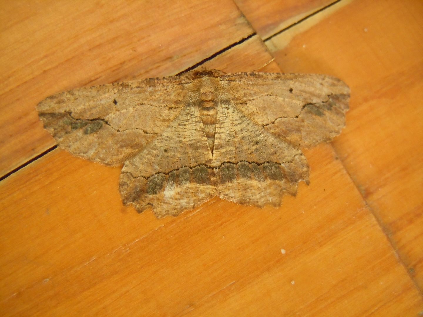 Menophra abruptaria