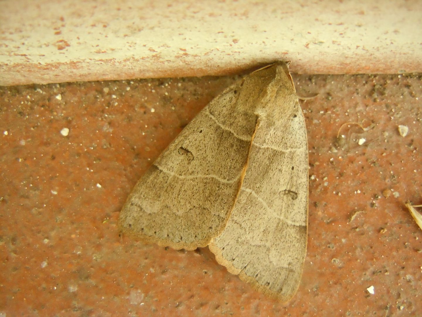 Minucia lunaris, Erebidae? S