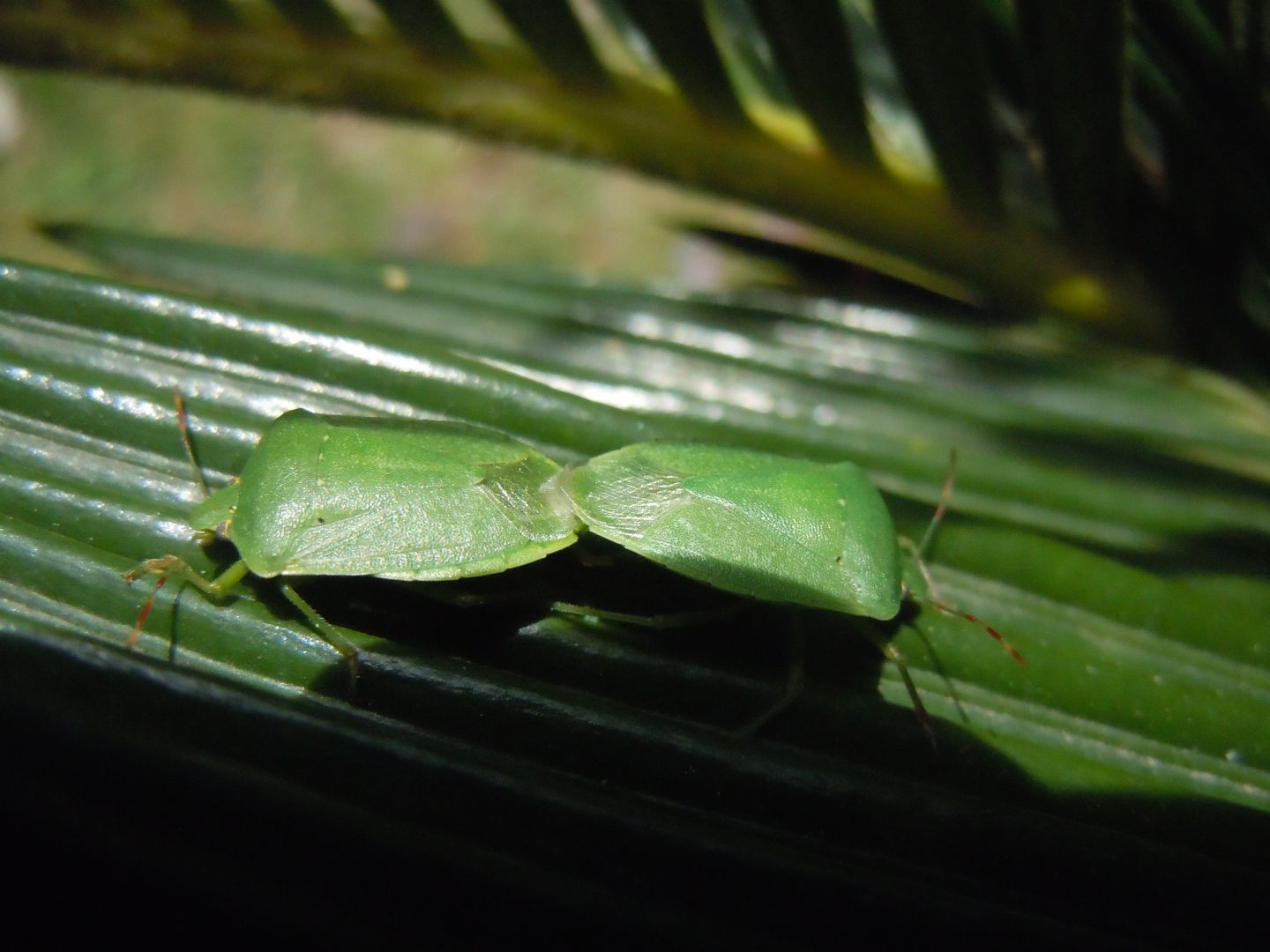 Coppia acrobatica di Nezara viridula