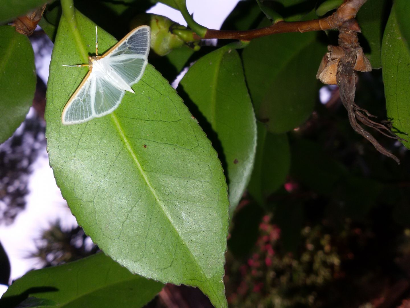 Palpita vitrealis
