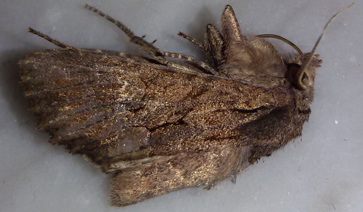 Esemplare trovato morto - Mniotype sp. (cfr.), Noctuidae