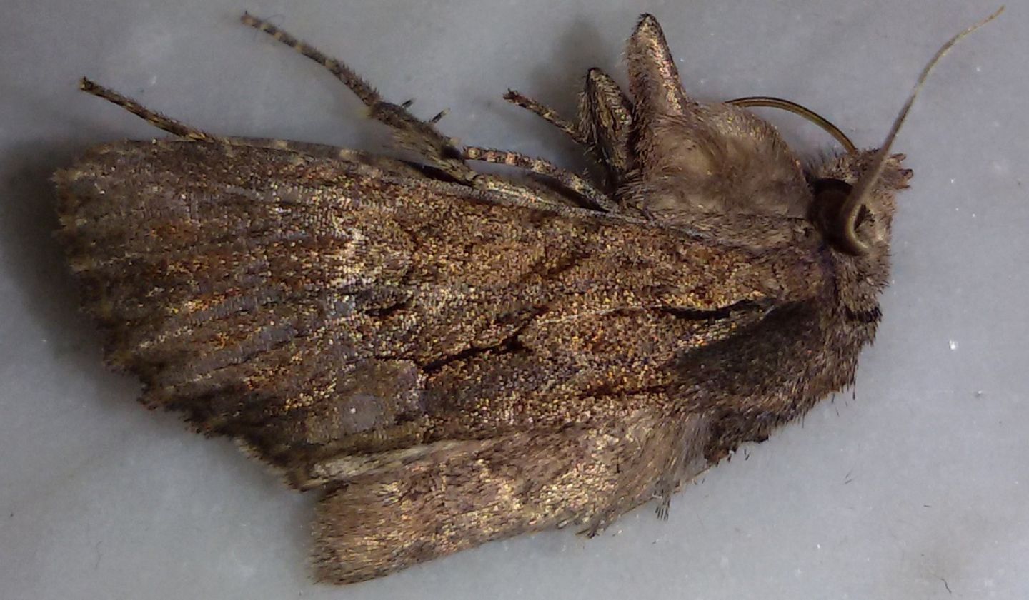 Esemplare trovato morto - Mniotype sp. (cfr.), Noctuidae