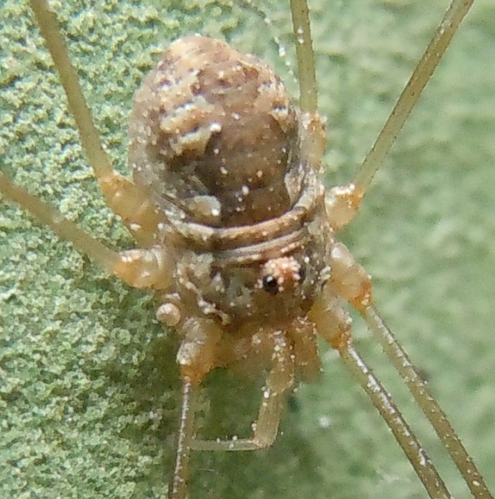 Dasylobus sp. (Phalangiidae)