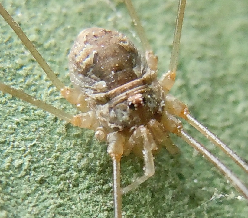 Dasylobus sp. (Phalangiidae)