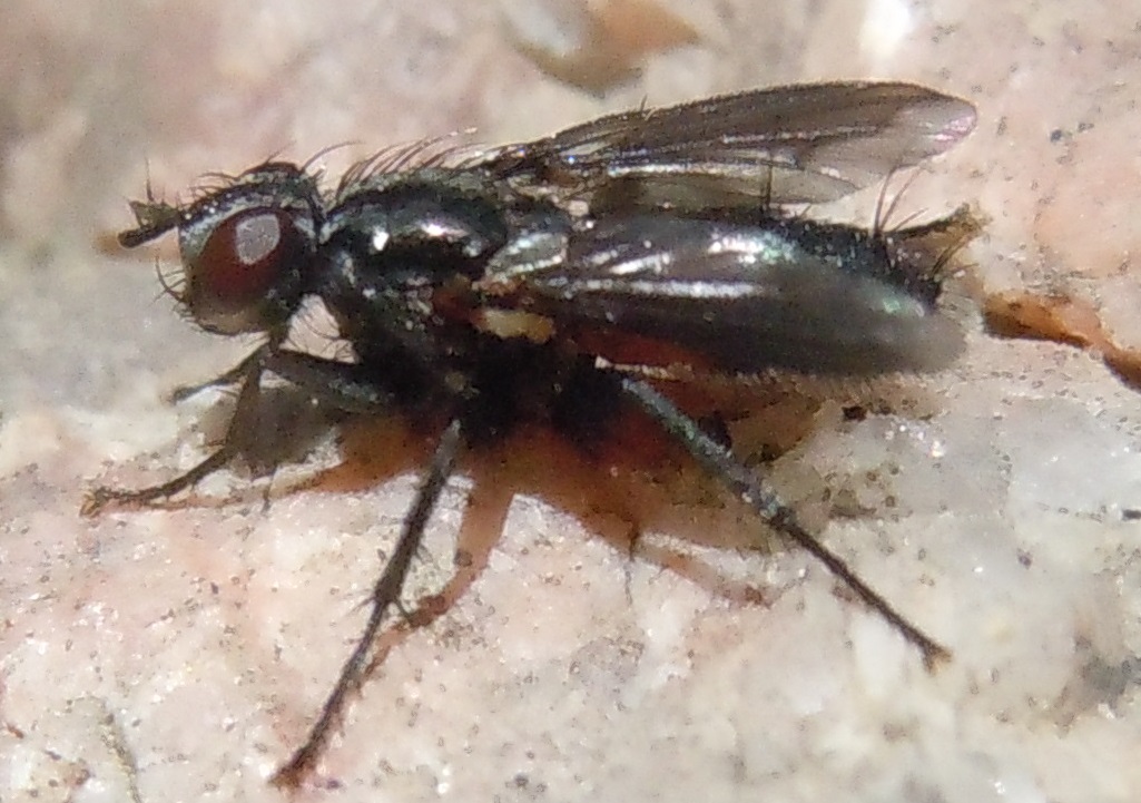 Rhinophoridae: Stevenia sp.?  S !