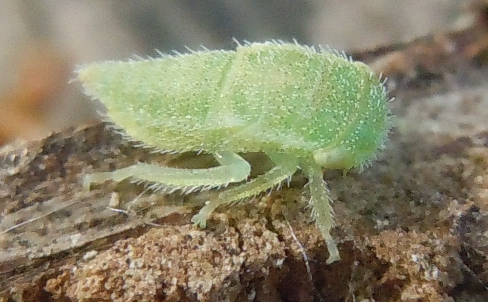 Ninfa di Iassus lanio (Cicadellidae Iassinae)