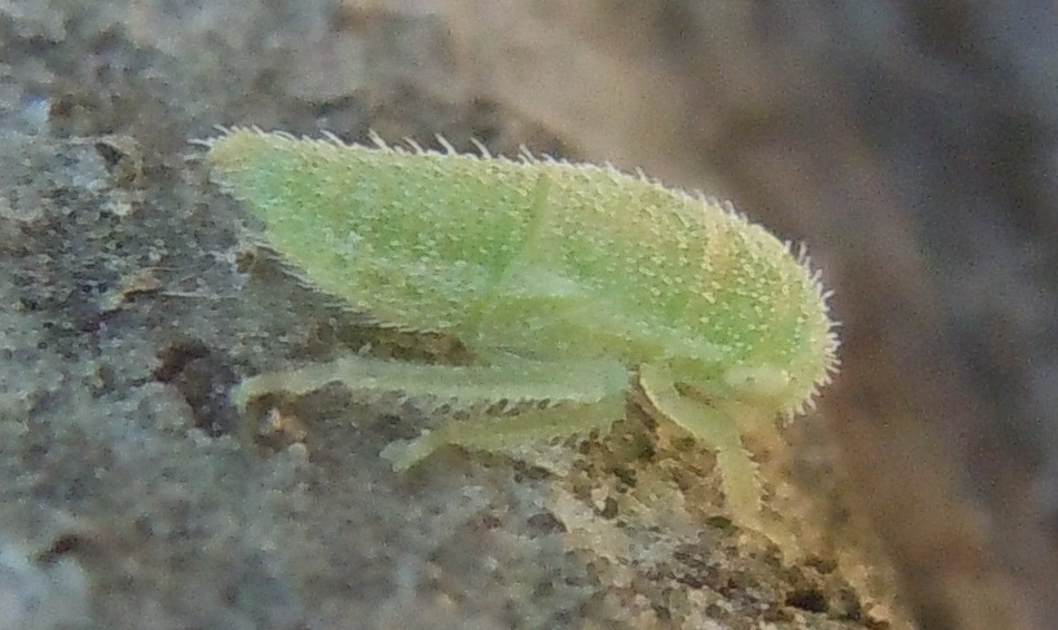 Ninfa di Iassus lanio (Cicadellidae Iassinae)