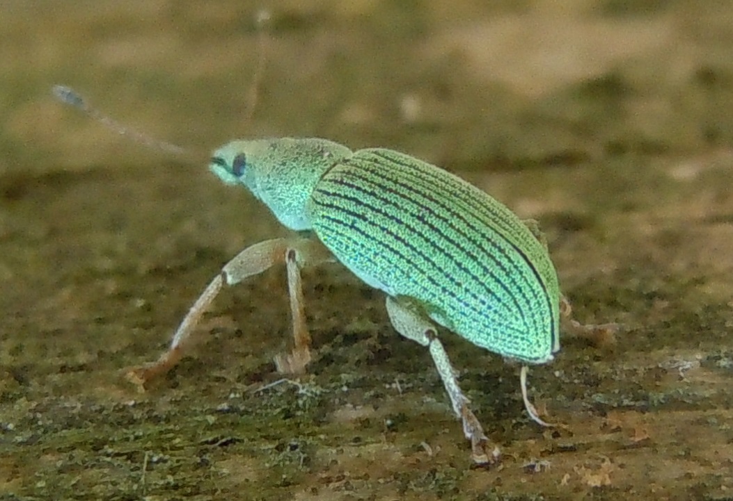 Curculionidae: Polydrusus formosus (cfr.)