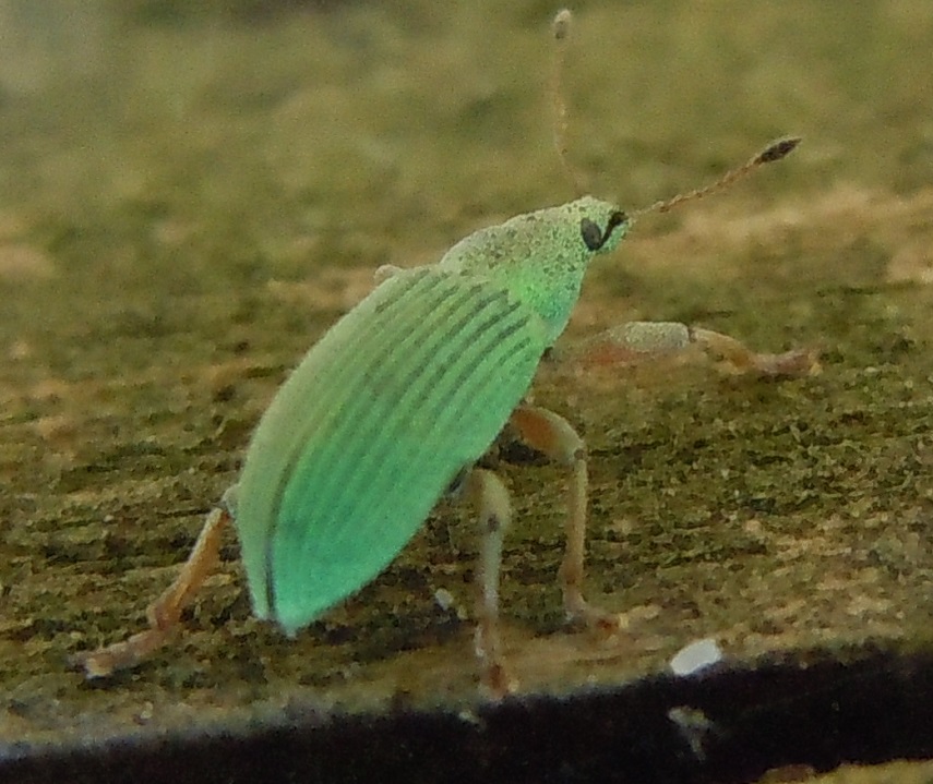 Curculionidae: Polydrusus formosus (cfr.)