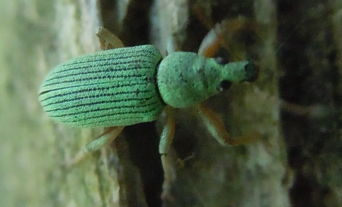 Curculionidae: Polydrusus formosus (cfr.)