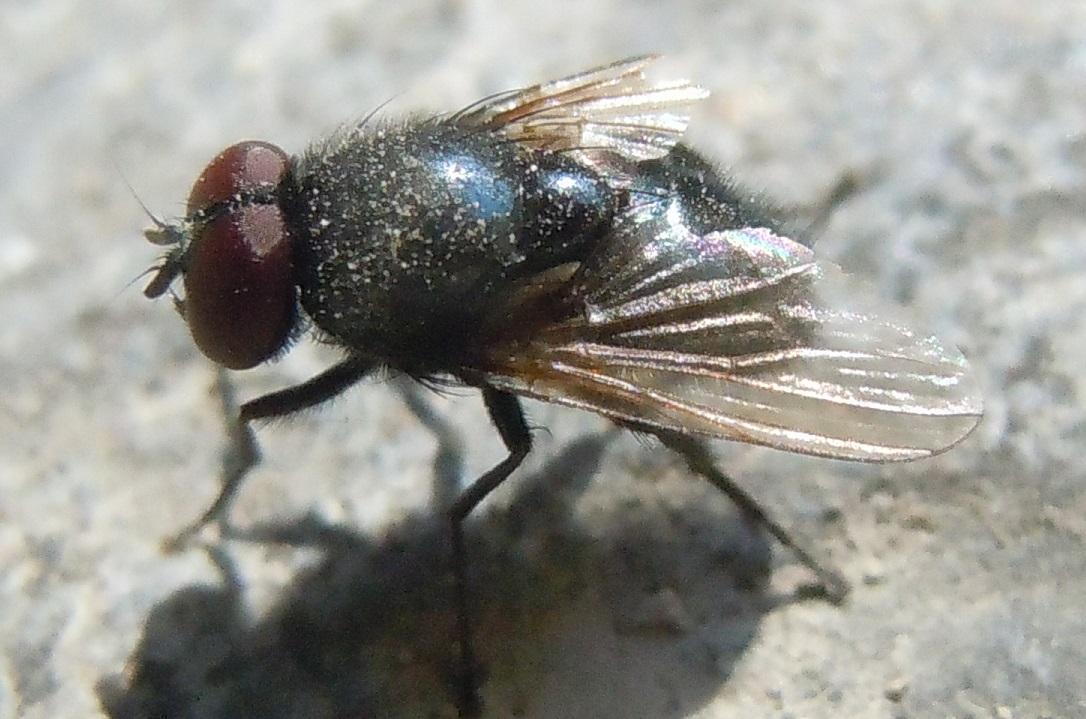 Hydrotaea? S, Hydrotaea ignava (Muscidae)