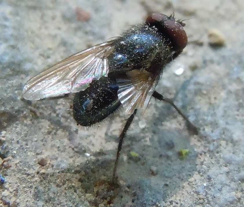 Hydrotaea? S, Hydrotaea ignava (Muscidae)