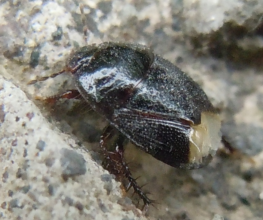 Cydnidae: Microporus nigrita?   S !