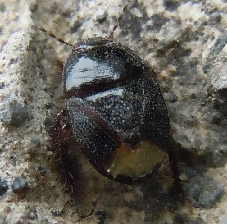 Cydnidae: Microporus nigrita?   S !