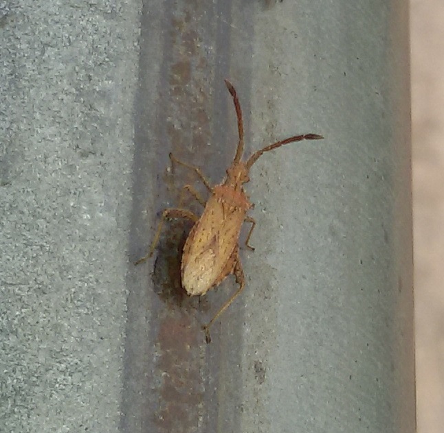 Coreidae: Coriomeris sp.