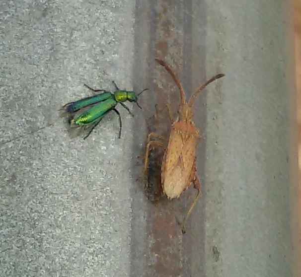 Coreidae: Coriomeris sp.