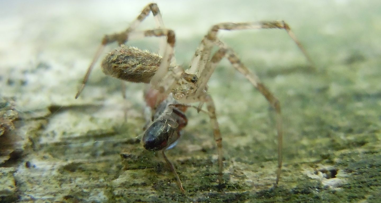 Oecobius (con preda) ?  No, Episinus sp. (Theridiidae) - Cuma (NA)