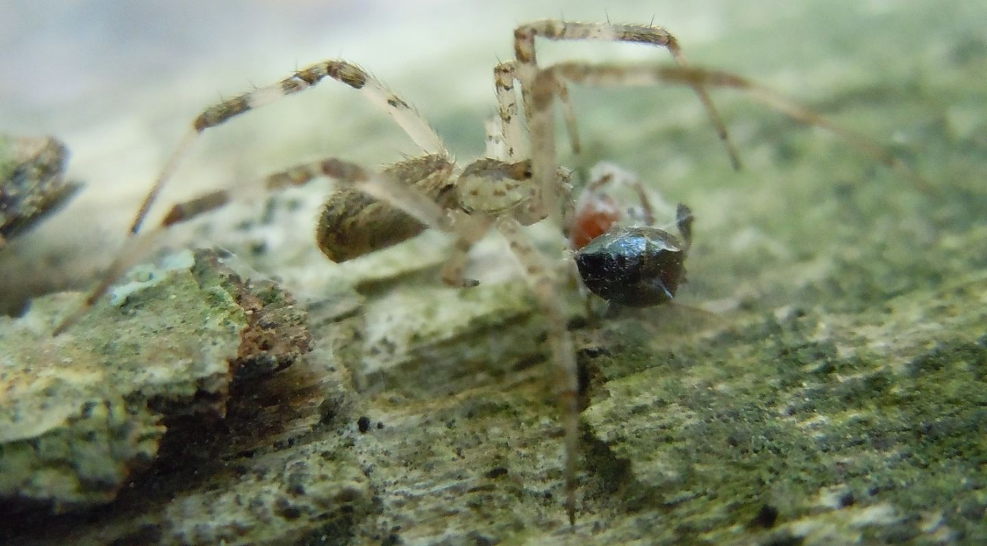 Oecobius (con preda) ?  No, Episinus sp. (Theridiidae) - Cuma (NA)