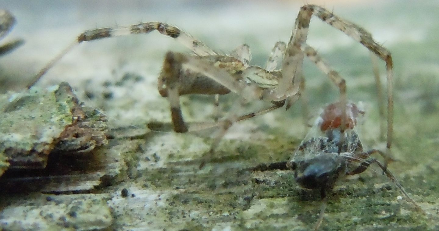 Oecobius (con preda) ?  No, Episinus sp. (Theridiidae) - Cuma (NA)