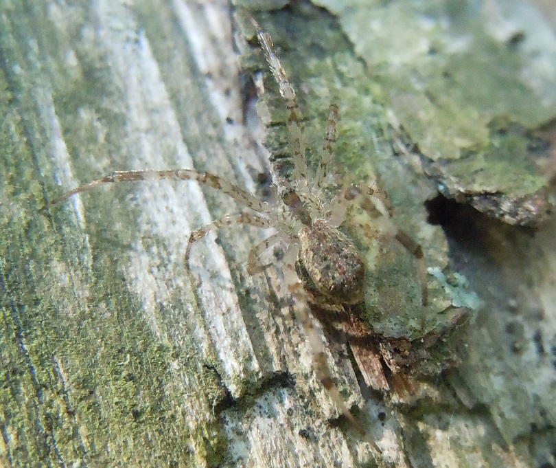 Oecobius (con preda) ?  No, Episinus sp. (Theridiidae) - Cuma (NA)