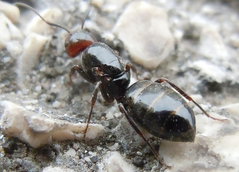 Formica da identificare: Regina di Camponotus lateralis