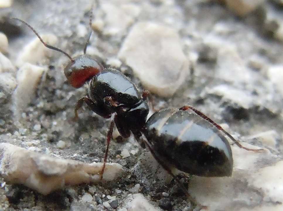 Formica da identificare: Regina di Camponotus lateralis