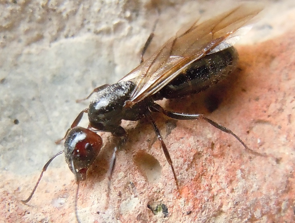 Formica da identificare: Regina di Camponotus lateralis