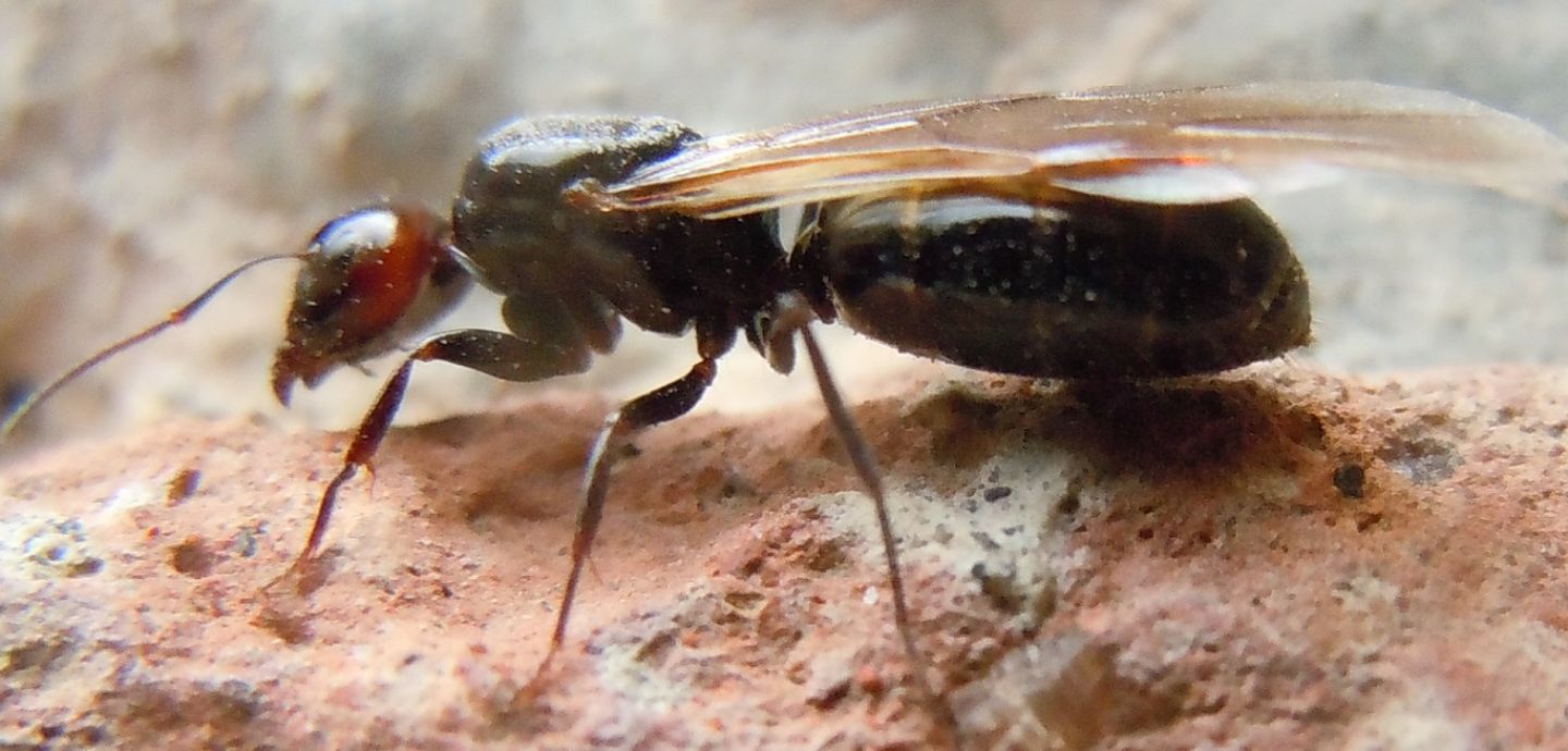 Formica da identificare: Regina di Camponotus lateralis