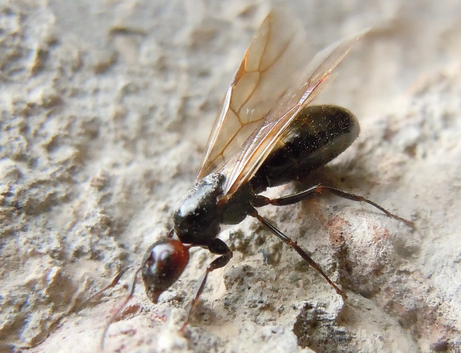 Formica da identificare: Regina di Camponotus lateralis