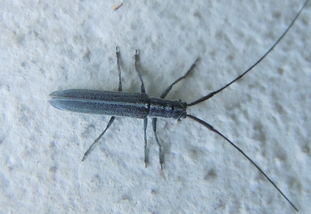 Cerambicydae. Calamobius filum?  S !