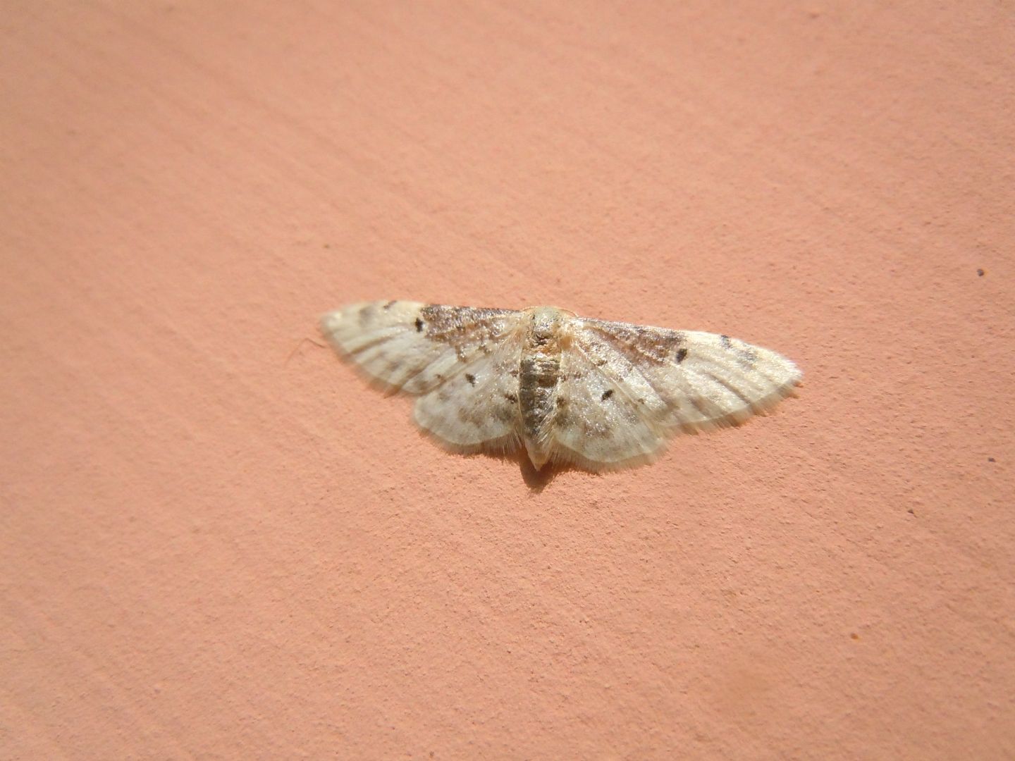 Idaea filicata