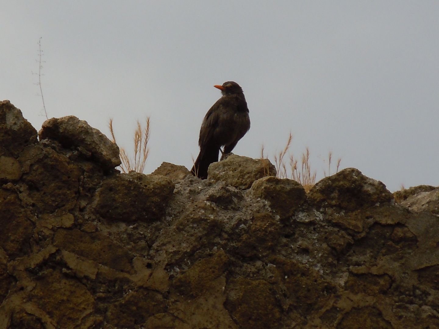 Chi ?  Un merlo (Turdus merula)