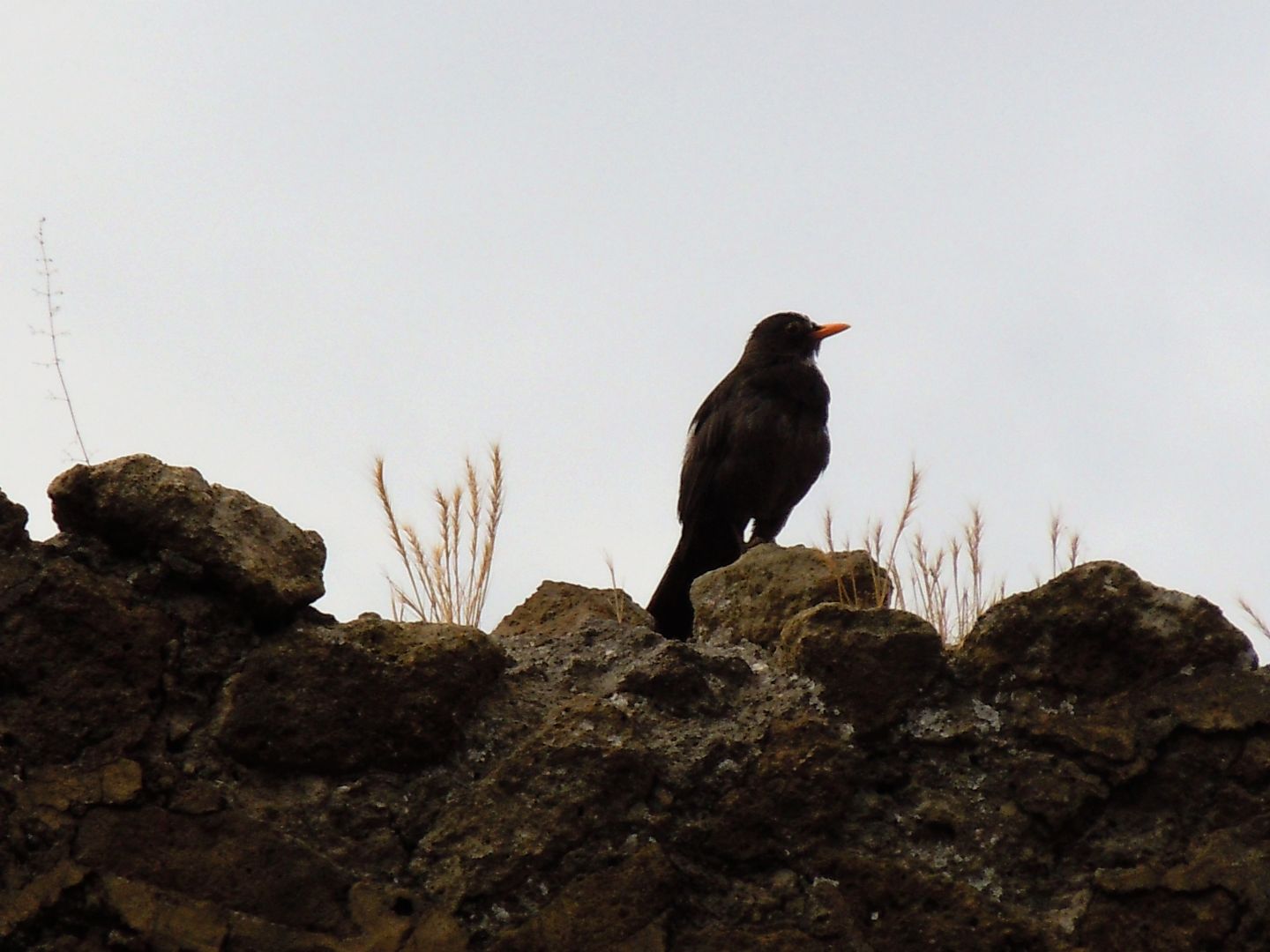 Chi ?  Un merlo (Turdus merula)