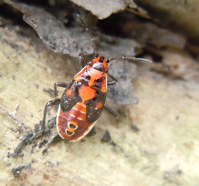 Stadio giovanile di Spilostethus pandurus e Lygaeus creticus (Lygaeidae)