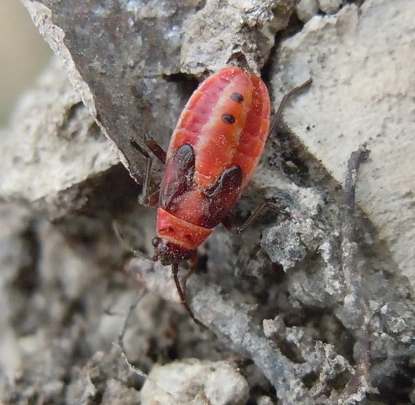 Stadio giovanile di Spilostethus pandurus e Lygaeus creticus (Lygaeidae)