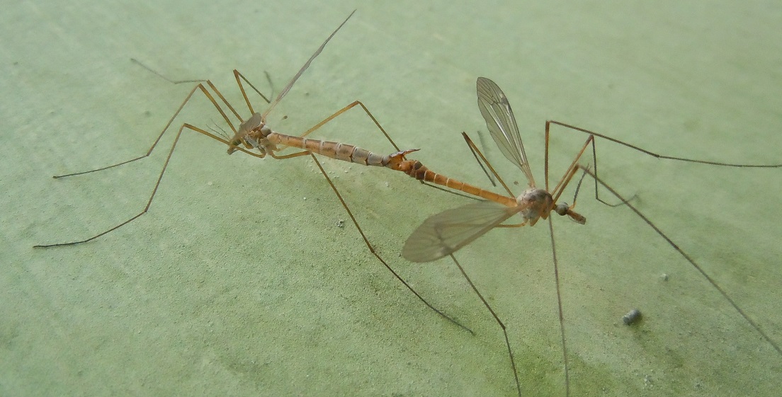 Accoppiamento di Tipula