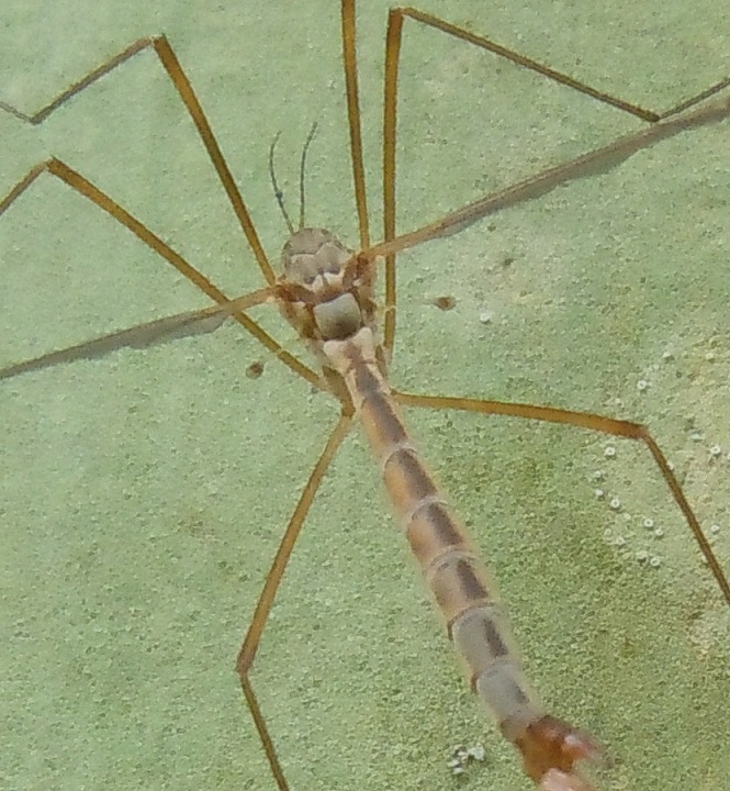 Accoppiamento di Tipula