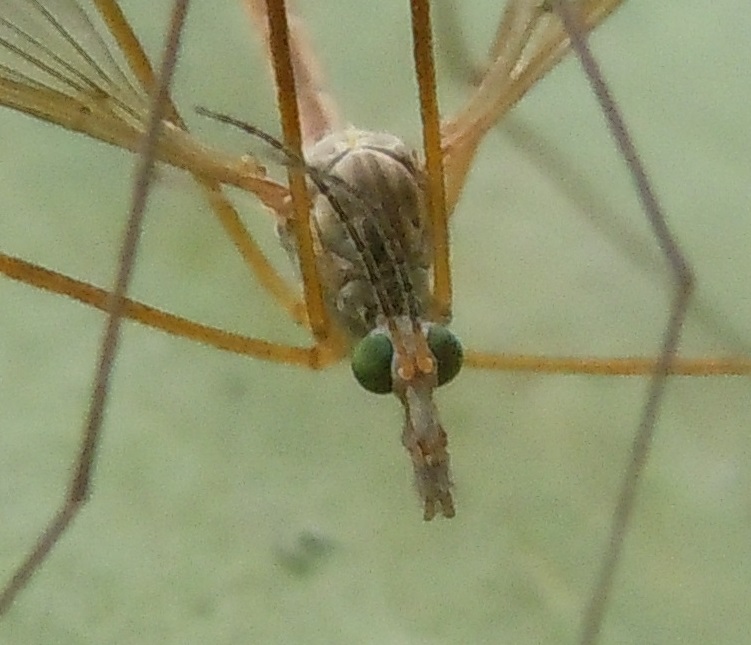 Accoppiamento di Tipula