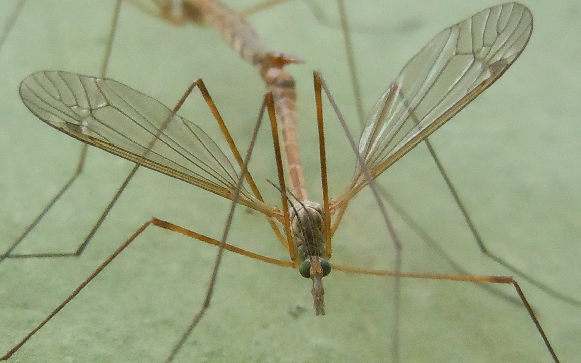 Accoppiamento di Tipula