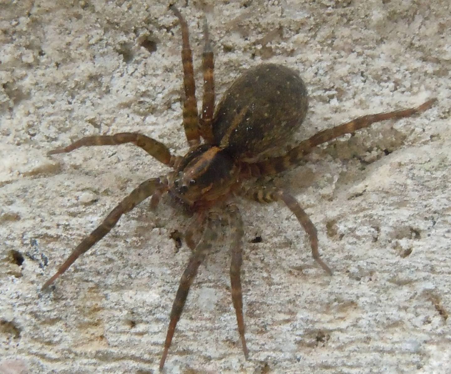 Trochosa ?