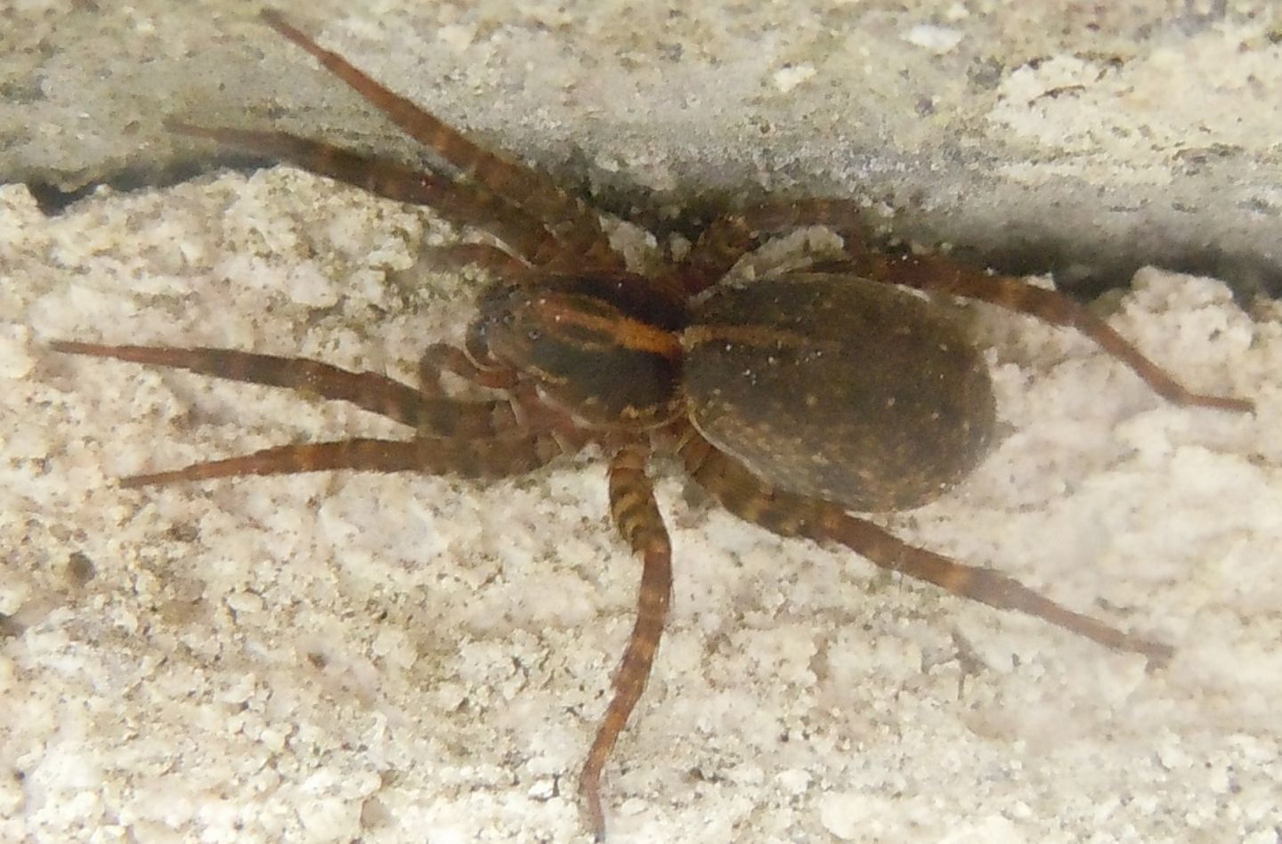 Trochosa ?