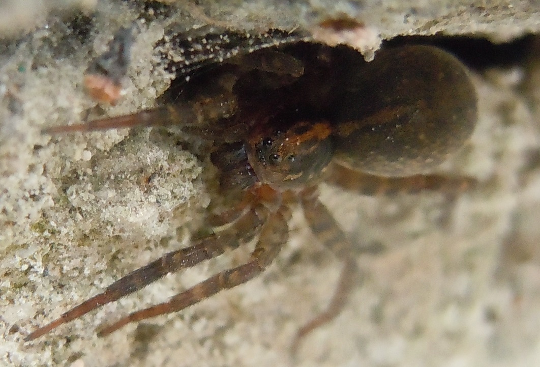 Trochosa ?