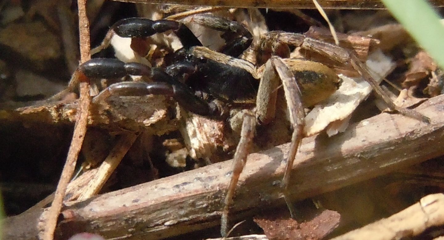 Lycosidae?