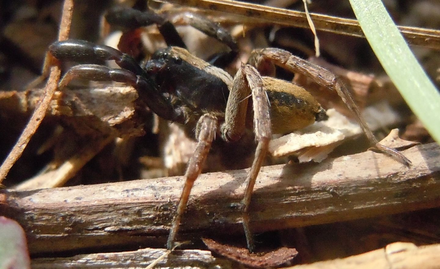 Lycosidae?
