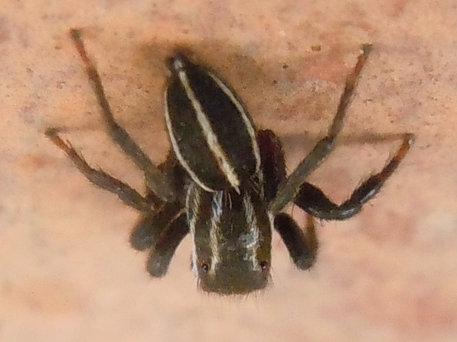 Phlegra bresnieri?  S, maschio - Pompei (NA)