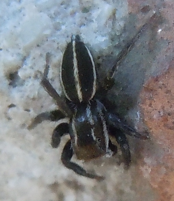 Phlegra bresnieri?  S, maschio - Pompei (NA)